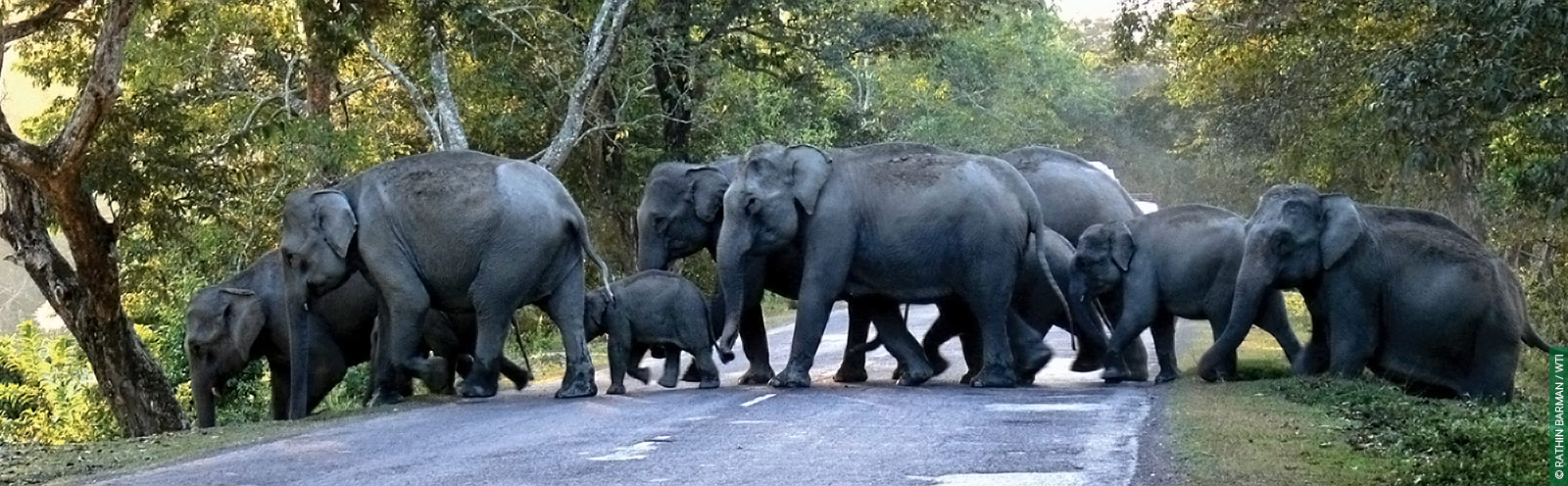 Right of Passage, Elephant Corridors, 101 Corridors, Asian Elephants, Elephants, Human Elephant Conflict