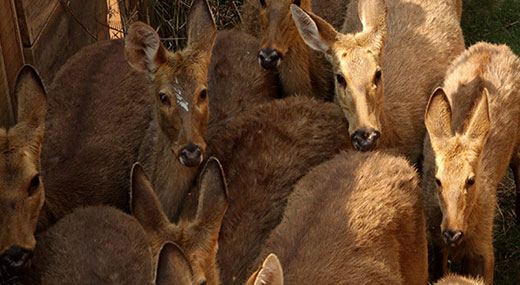 Eastern Swamp Deer, Assam, Mass Capture, Translocation, Manas, Kaziranga