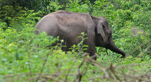 Right of Passage, 101 Corridors, Elephant Corridors, 101 Corridors